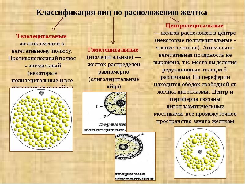 Оплодотворение 8 класс презентация