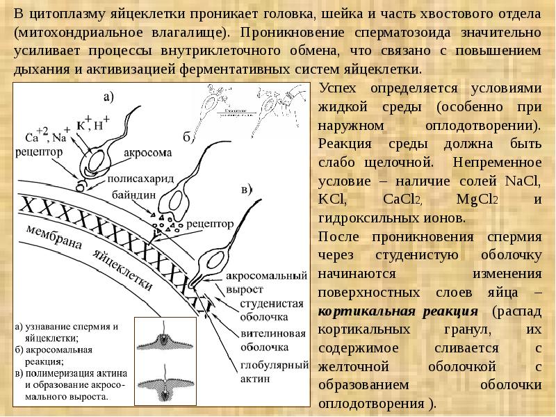 Образование оболочки