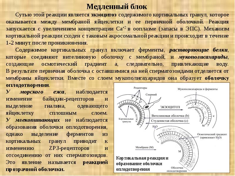 Происходит в течение. Этапы оплодотворения.