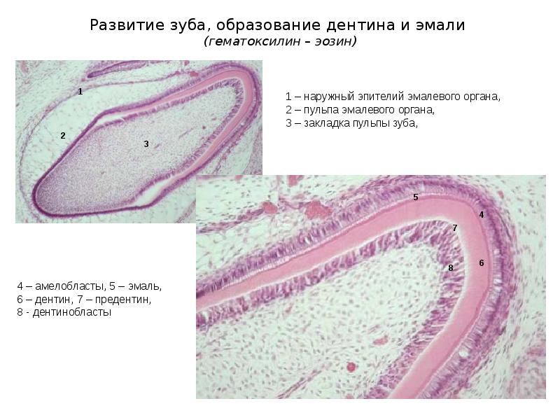 Пищеварительная система презентация гистология