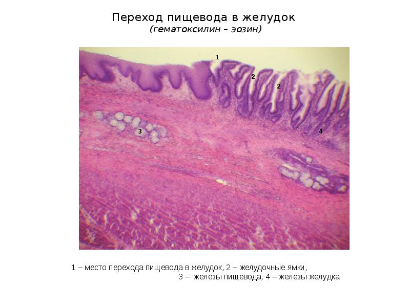 Пищеварительная система презентация гистология