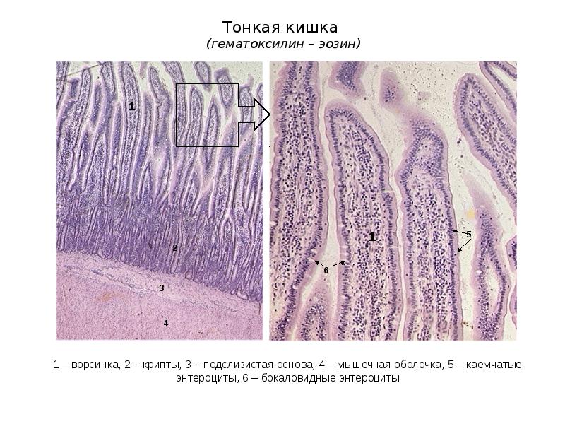 Пищеварительная система презентация гистология