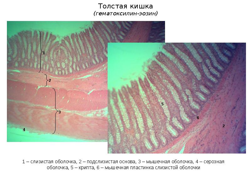 Пищеварительная система презентация гистология