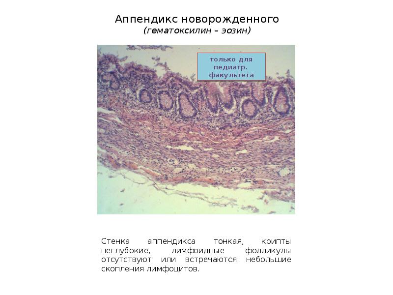 Пищеварительная система презентация гистология