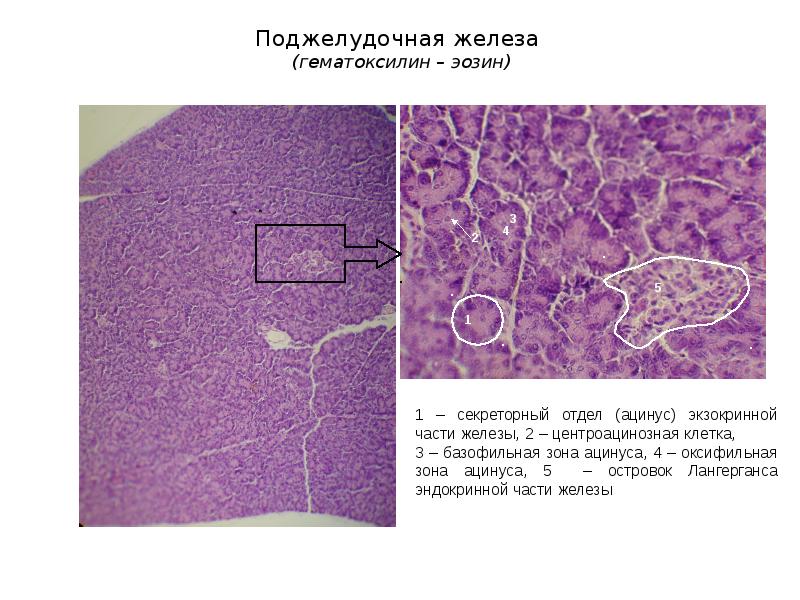 Пищеварительная система презентация гистология