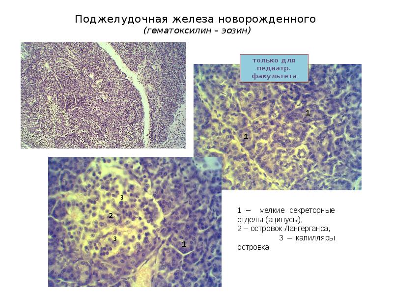 Пищеварительная система презентация гистология