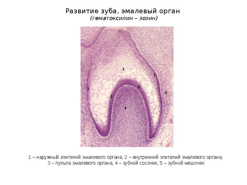 Развитие зуба презентация