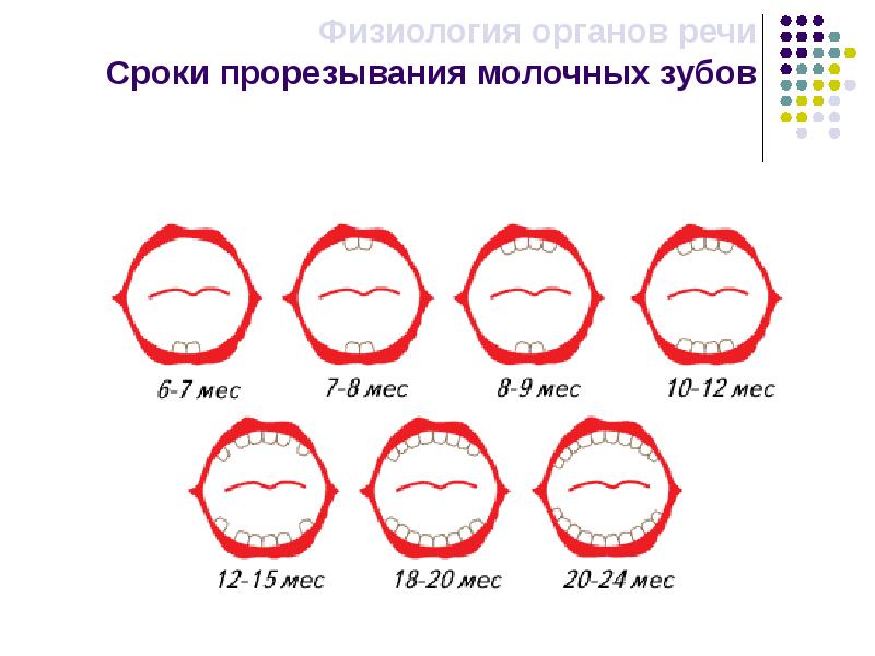 Физиология органов речи презентация