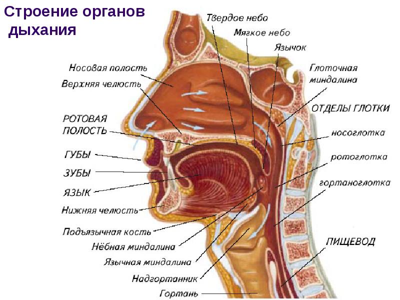 Анатомия и физиология лор органов презентация