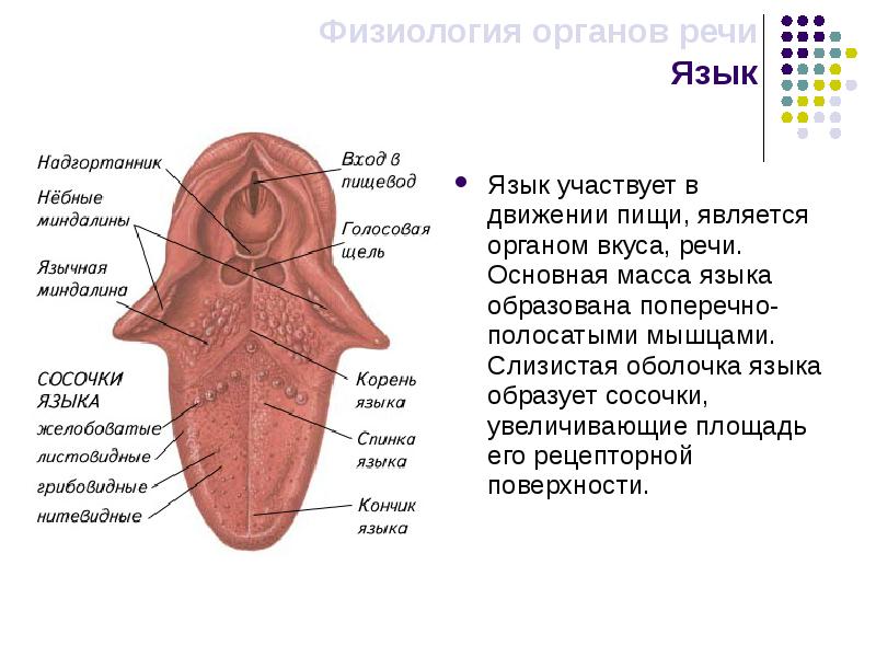 Строение языка человека рисунок