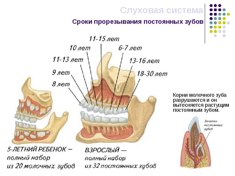 Молочные и постоянные зубы фото