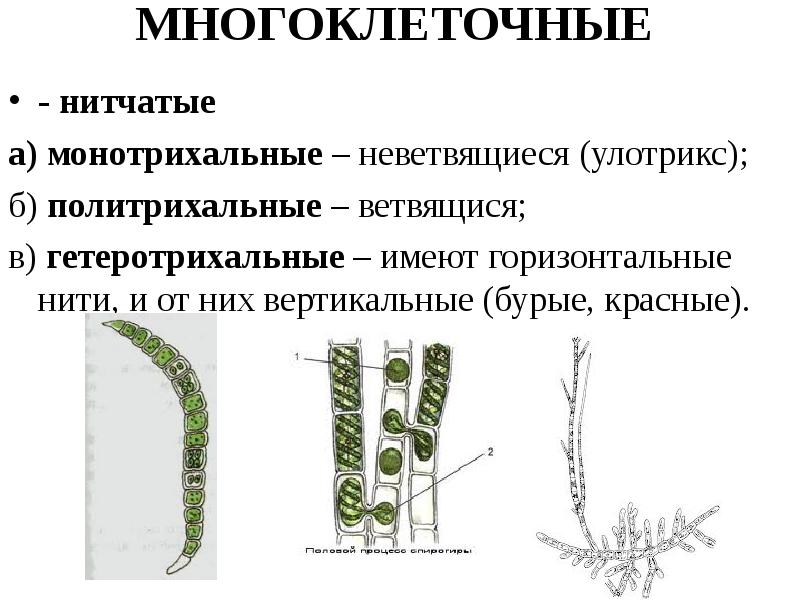 Какие признаки характерны отделу к которому относят растение изображенное на рисунке улотрикс