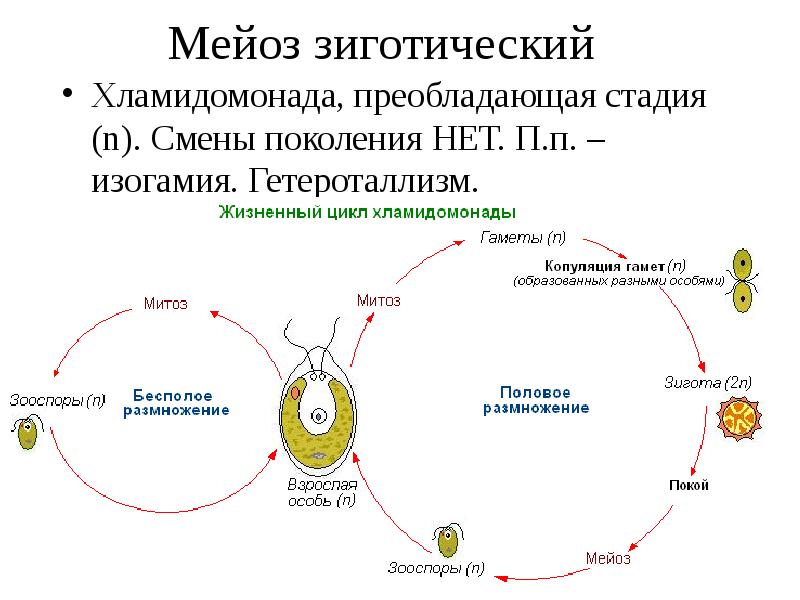 Развитие водорослей схема