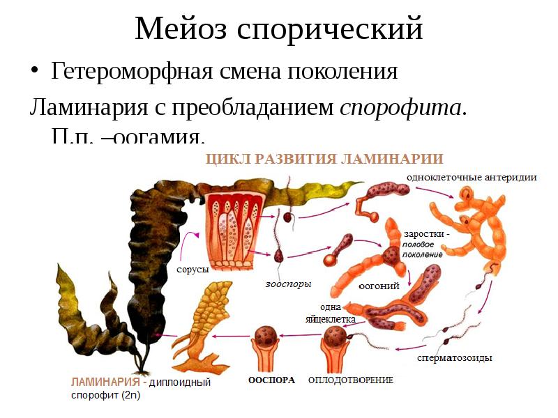 Жизненный цикл ламинарии схема с описанием