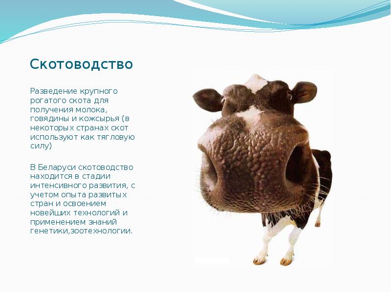 Крупно-рогатый скот. Молодые коровы. Славится ли беларусь разведением скота. Славится ли беларусь разведением скота. Славится ли беларусь разведением скота.