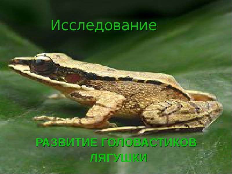 Изучение лягушек. Исследования на лягушках. Исследовательская работа развитие лягушки. Лягушка для презентации.