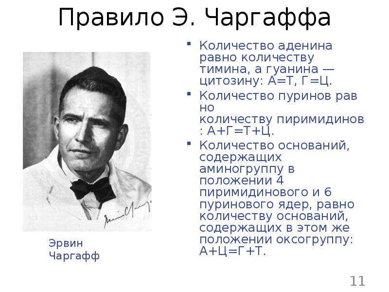 Правило чаргаффа. Эрвин Чаргафф вклад в биологию. Эрвин Чаргафф ДНК. Эрвин Чаргафф сформулировал правило. Строение ДНК правило Чаргаффа.