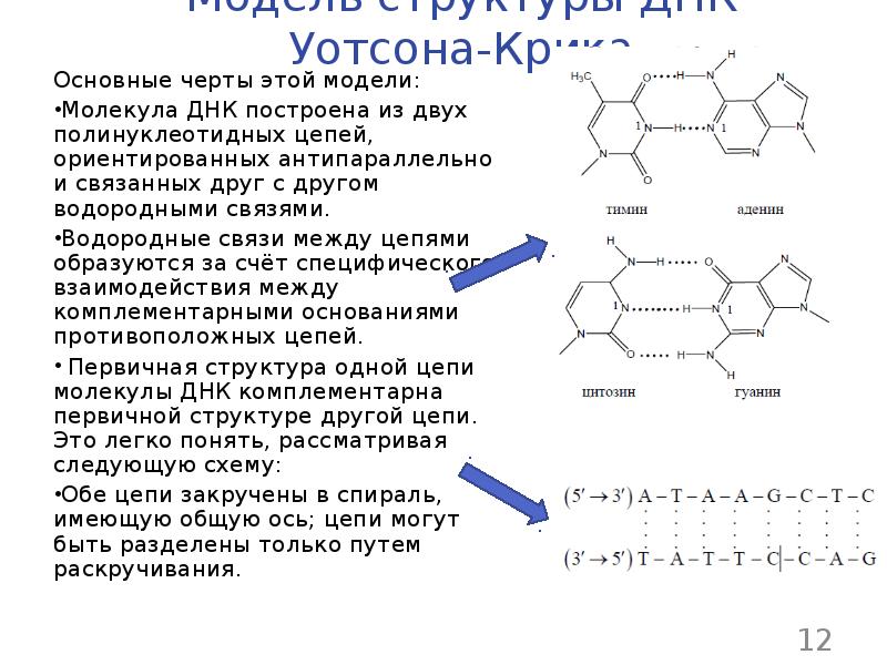 Связи между молекулами днк. Водородная связь в нуклеиновых кислотах. Водородные связи между цепями ДНК. Схема комплементарного соединения полинуклеотидных цепей ДНК. Особенности строения молекулы ДНК.