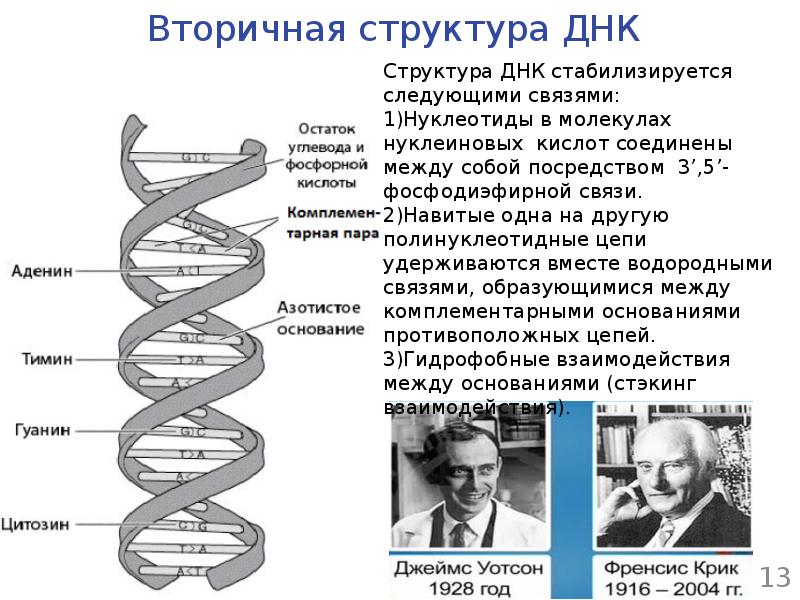 Характеристика структуры днк. Первичная и вторичная структура ДНК схема. Вторичная структура ДНК функции. Стабилизация вторичной структуры ДНК. Первичная и вторичная структура ДНК.
