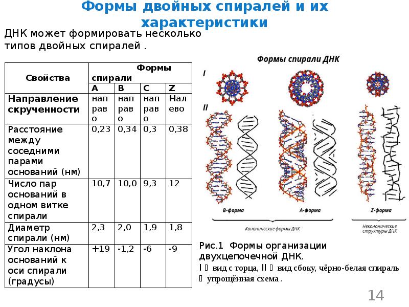 Двойная днк. Типы двойных спиралей ДНК их характеристика. Формы двойных спиралей ДНК, их характеристика.. Альтернативные формы двойной спирали ДНК. Принципы строения двойной спирали ДНК.