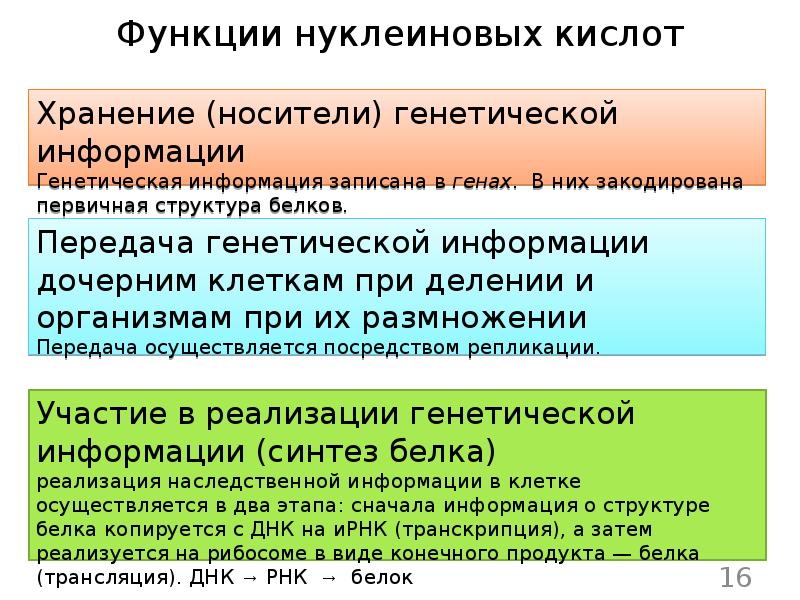 Функция кислота. Нуклеиновые кислоты функции и роль. Функции кислот в клетке. Функции нуклиидовыхкислот. Функции нуклеиновых кислот.