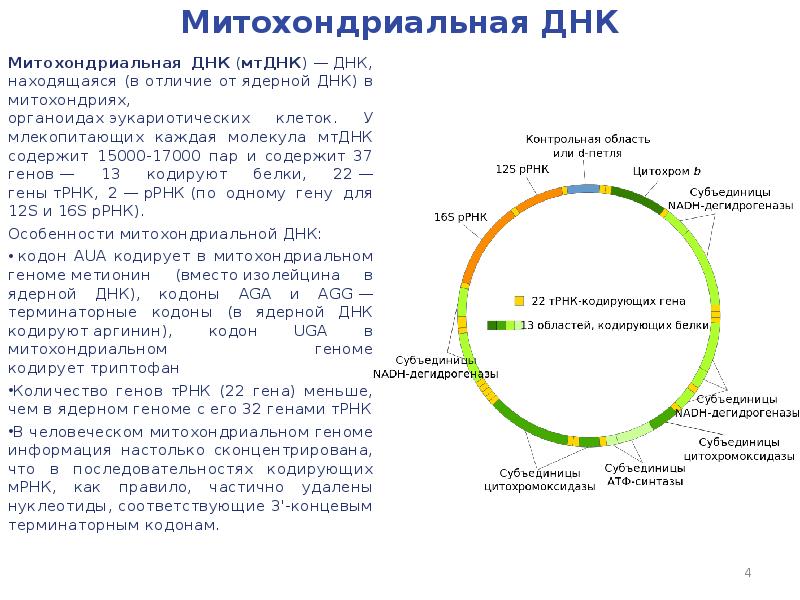 Ядерная днк. Митохондриальная ДНК функции. Структура митохондриальной ДНК. Структура МТДНК. Структура, свойства и функции митохондриальной ДНК..