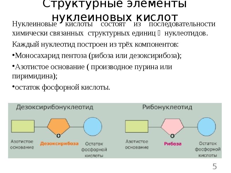 Биологическая роль нуклеиновых кислот презентация