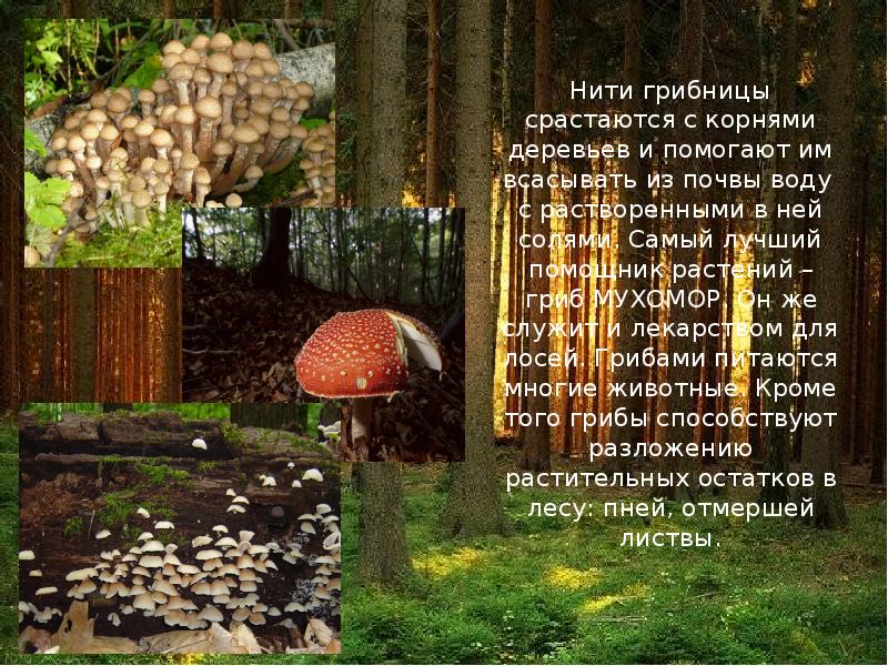 Грибы помогают деревьям. Грибы связаны с деревьями. Грибница помогает всасывать из почвы. Взамен грибы получают от деревьев дополни. Грибы связаны с деревьями.