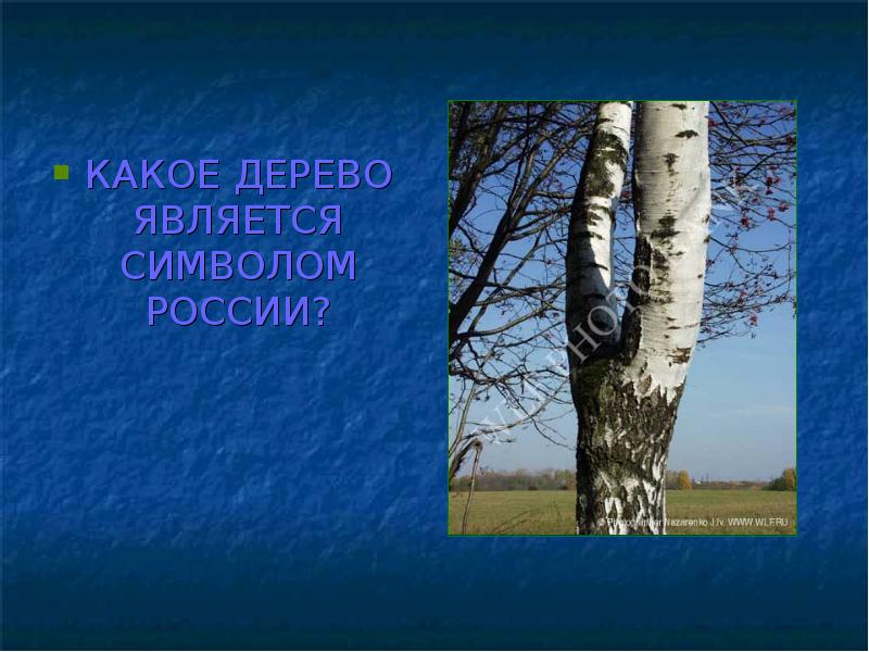 Деревом является. Какое дерево является символом России. Какое дерево является символом Кубани. Символ России дерево и животные.