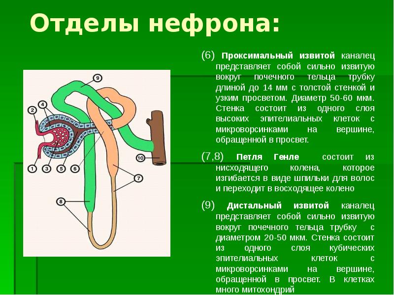 Презентация на тему мочевыделительная система