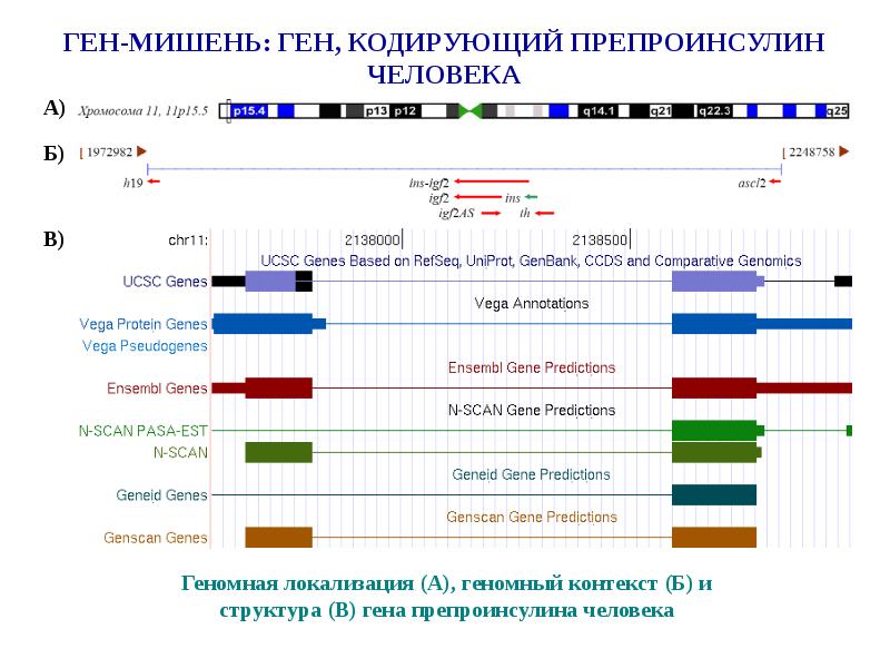 Ген кодирует синтез. Библиотека генов. Искусственный Синтез генов. Геномная библиотека. Первая геномная библиотека.