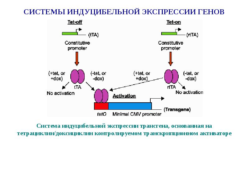 Синтез генов. Системы экспрессии генов. Исследование экспрессии генов. Экспрессии трансгена. Индуцибельные системы экспрессии генов.