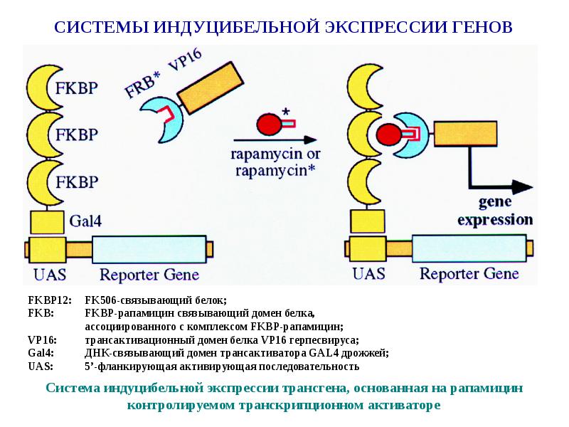 Клонирование гена картинки