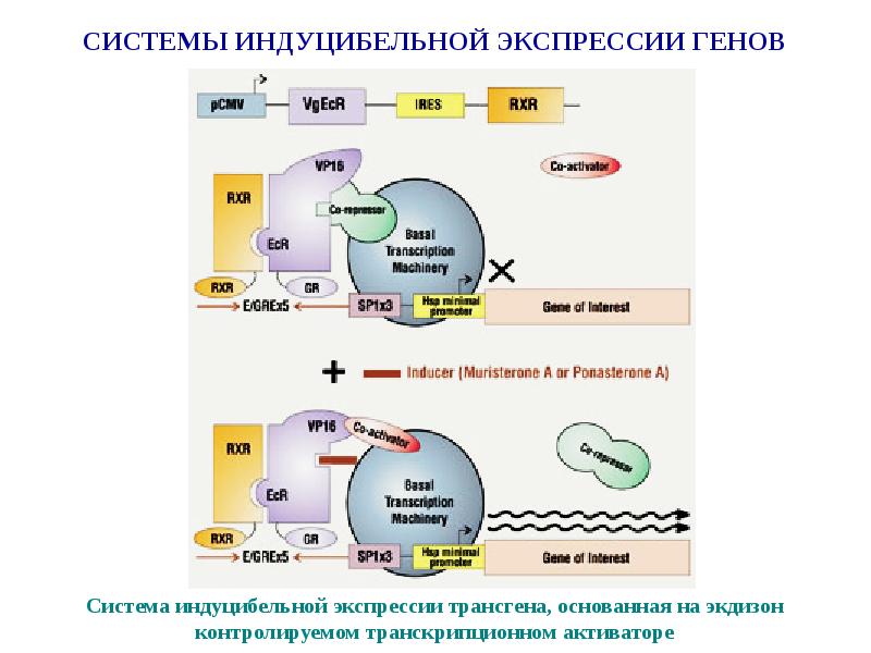 Синтез гена. Искусственный Синтез генов. Индуцибельные системы экспрессии генов. Синтез Гена искусственным путем. Синтез и клонирование КДНК.