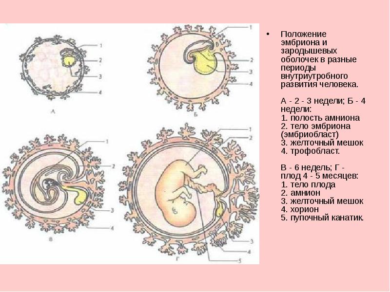 Схема плода человека