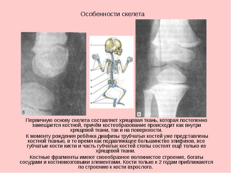 Возрастные особенности скелета презентация