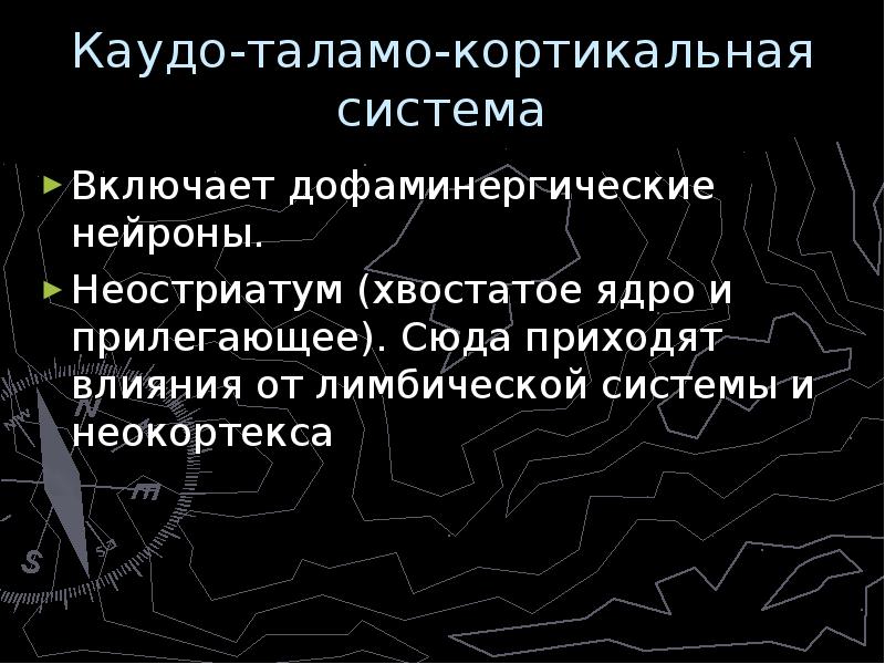 Таламо-кортикальная система мозга. Палеостриатум. Неостриатум функции. Структуры палеостриатума. Неостриатум на палеостриатум преимущественно оказывает влияние.