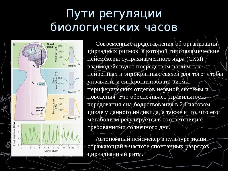 Пути регуляции. Пейсмекеры биологических ритмов. Регуляция циркадных ритмов. Механизм регуляции циркадных ритмов. Мультиосцилляторная модель регуляции биологических ритмов.