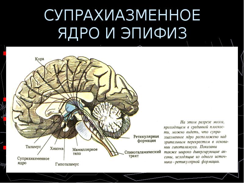 Где находится гипоталамус у человека в голове фото