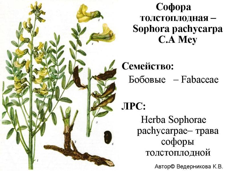 Софора толстоплодная рисунок