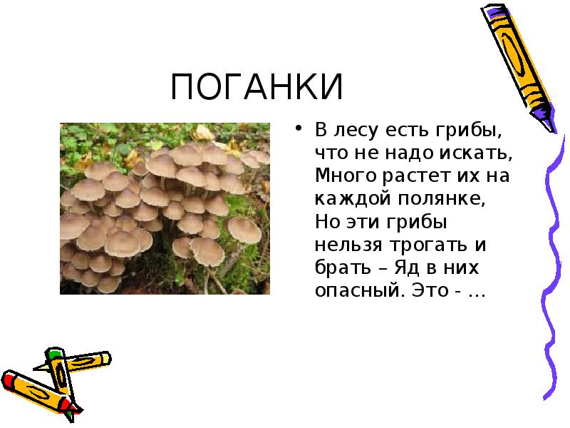 Росло много. Презентация на тему съедобные и ядовитые грибы. Какие грибы нельзя есть в лесу. Вывод какие бывают грибы. Чем питаются грибы почему они растут.