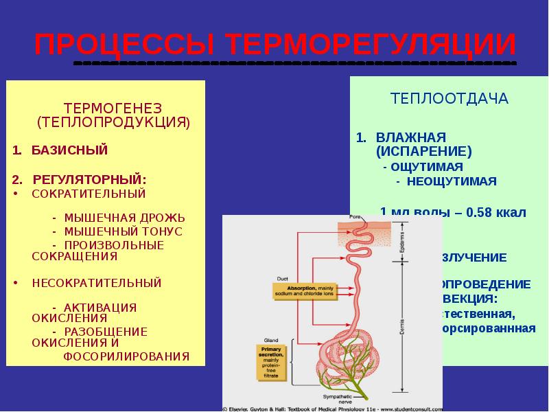 Схема терморегуляции физиология