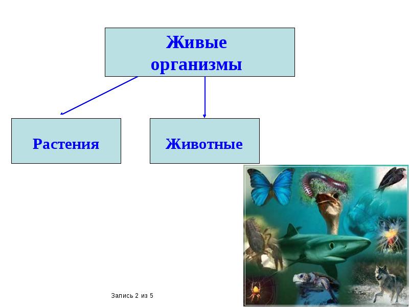 Технологическая карта биология наука о живой природе