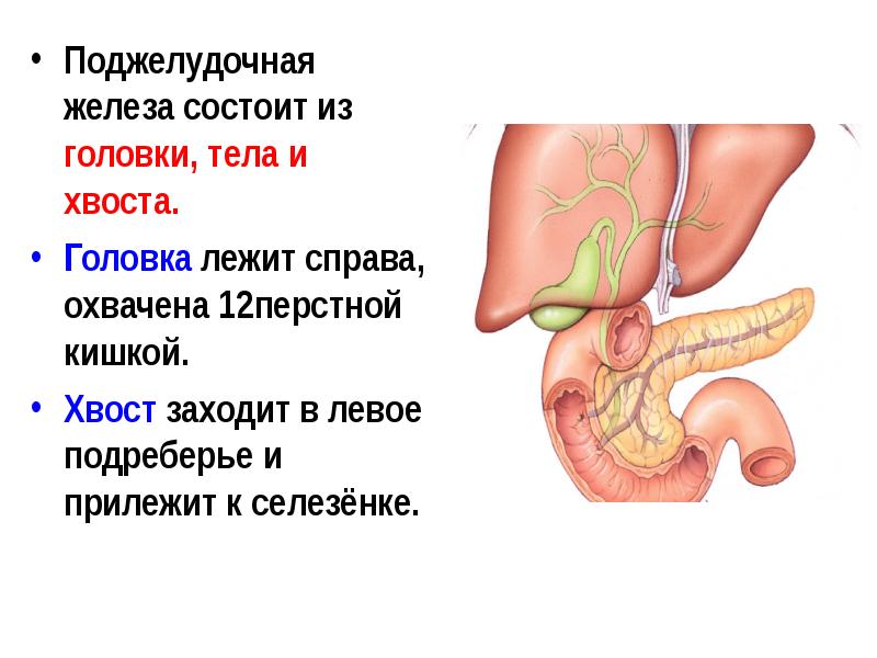 Поджелудочная железа головка