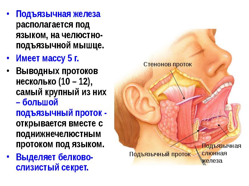 Слюнные железы где находятся у человека схема расположения женщин фото