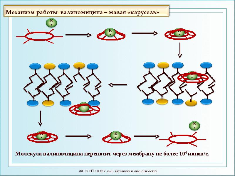 Процессы мембраны