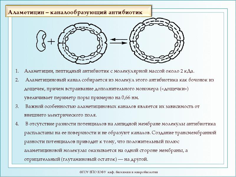 Процессы мембраны