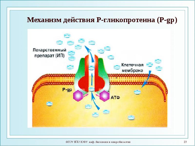 Процессы мембраны