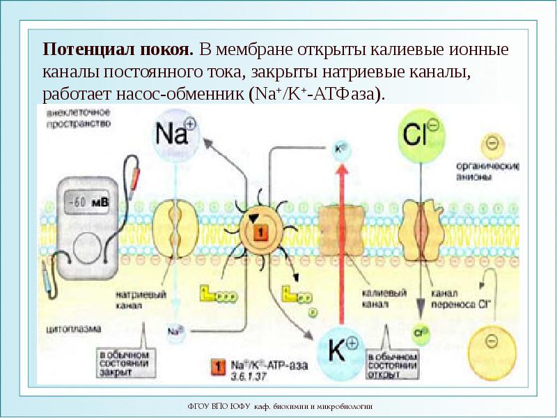 Процессы мембраны