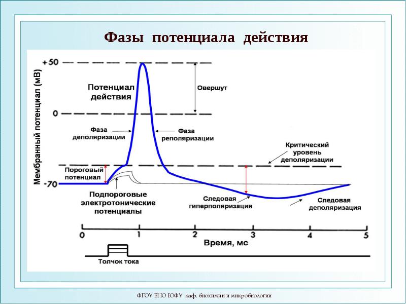 Потенциал действия схема